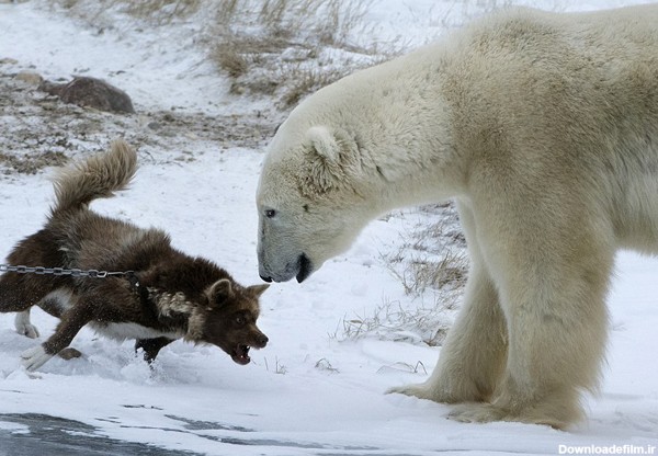 (تصاویر) سگ نگهبان خرس را فراری داد