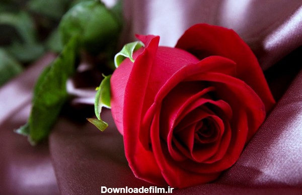دانلود عکس پروفایل گل رز قرمز