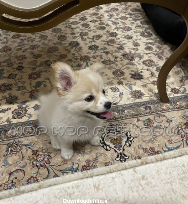 توله سگ پامر اشپیتز ماده ۳ ماهه - فروشگاه هاپ هاپ پت | فروش سگ ...