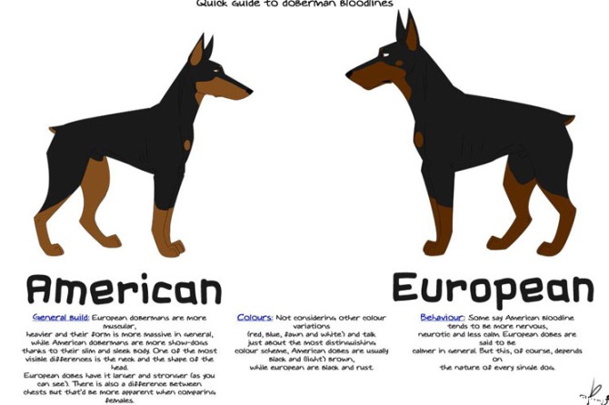 دوبرمن آمریکایی و سگ دوبرمن اروپایی آلمانی