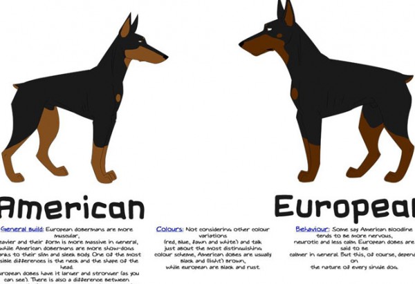 دوبرمن آمریکایی و سگ دوبرمن اروپایی آلمانی