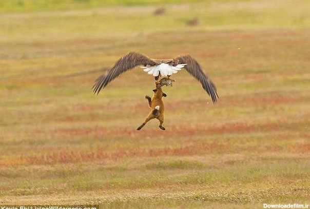 جنگ عقاب و روباه بر سر شکار یک خرگوش (عکس)