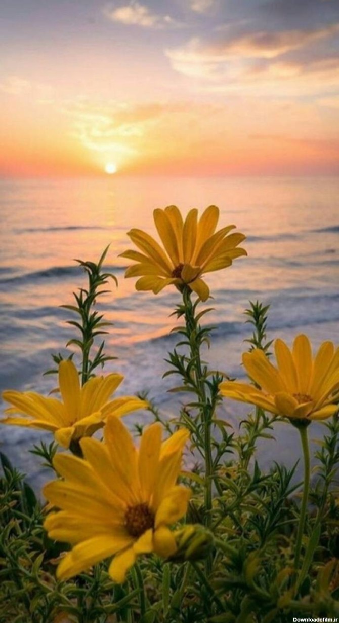 عکس زمینه گل های زرد و غروب دریا پس زمینه | والپیپر گرام
