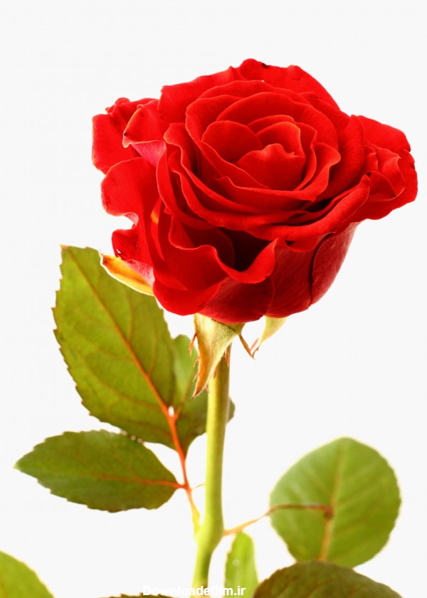 عکس تک شاخه گل رز طبیعی قرمز مخصوص پروفایل