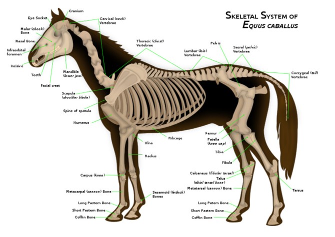 اطلاعات اسب تحقیق در مورد اسب