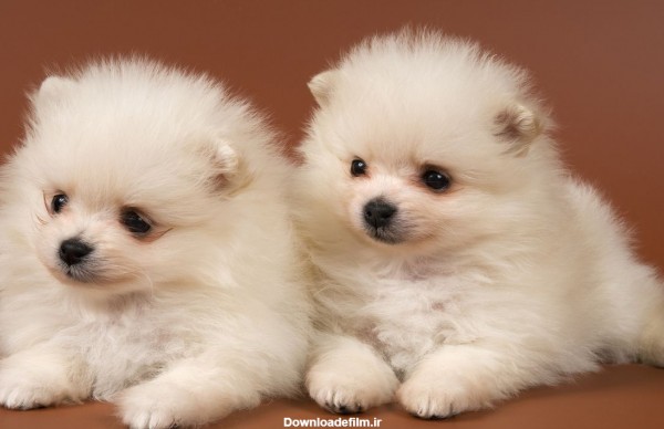 تصویر زیبا دو سگ کوچولو سفید با کیفیت HD