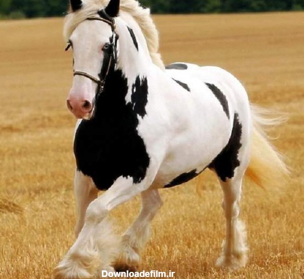 گالری عکس اسب های شگفت انگیز و زیبا تصاویر اسب های جذاب (3)