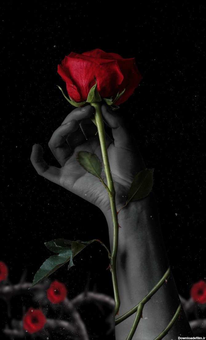 عکس گل رز قرمز با زمینه مشکی