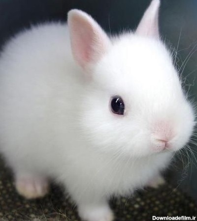 تصاویر خرگوش های خانگی