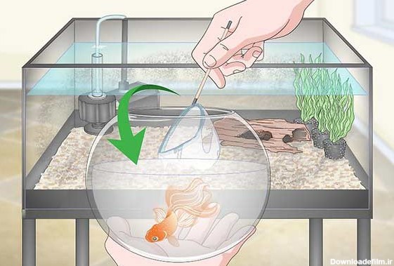 تمیز کردن تنگ ماهی قرمز