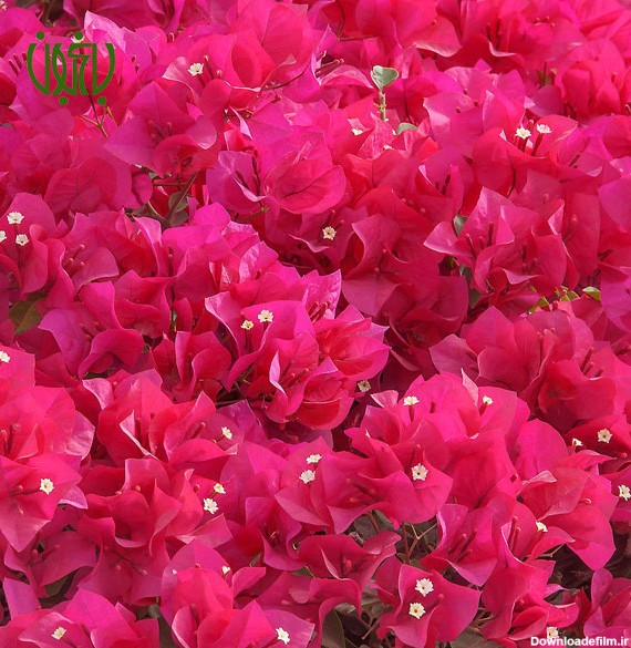 گل کاغذی – Bougainvillea glabra – باغبون | فروشگاه و مرجع تخصصی گل ...