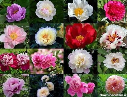 پرورش گل صد تومانی/گل هایی را پرورش دهید که برای چندین دهه ...