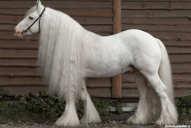 اسب پا پشمی سفید