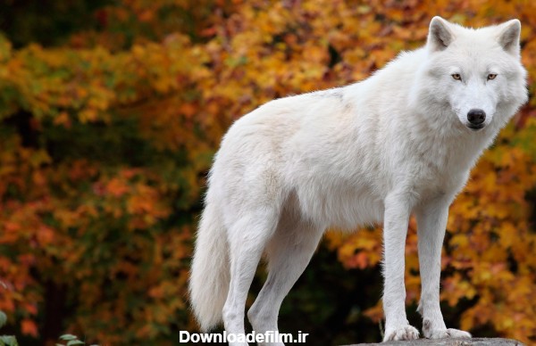 دانلود 35 عکس گرگ سفید و وحشی برای پروفایل و تصویر زمینه