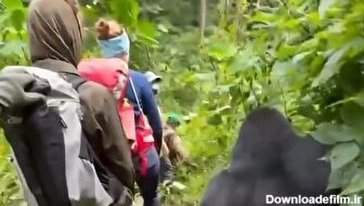 وقتی گردشگران در جنگل گوریل می‌بینند/ یکی از آن‌ها را هل می‌دهد (فیلم)