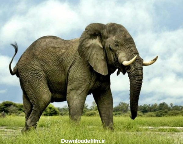 عکس فیل های بزرگ و تنومند و تصاویر بچه فیل های بامزه