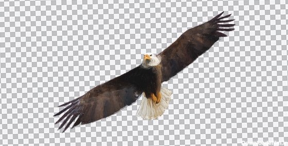 تصویر PNG عقاب در حال پرواز | فری پیک ایرانی | پیک فری | وکتور ...