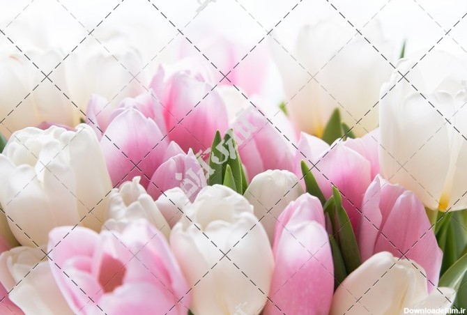 دانلود تصویر با کیفیت گل های صورتی و سفید بهاری