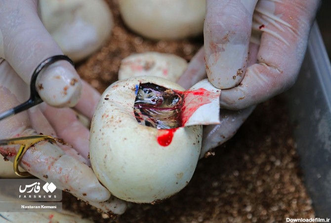 بچه مارهای پیتون» سر از تخم درآوردند | خبرگزاری فارس