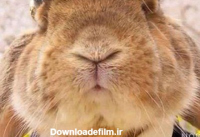 عکس طنز خرگوش - عکس نودی