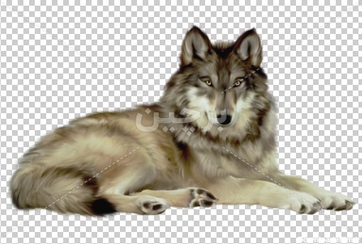 Borchin-ir-Wolf-PNG-File عکس png گرگ زیبا۲