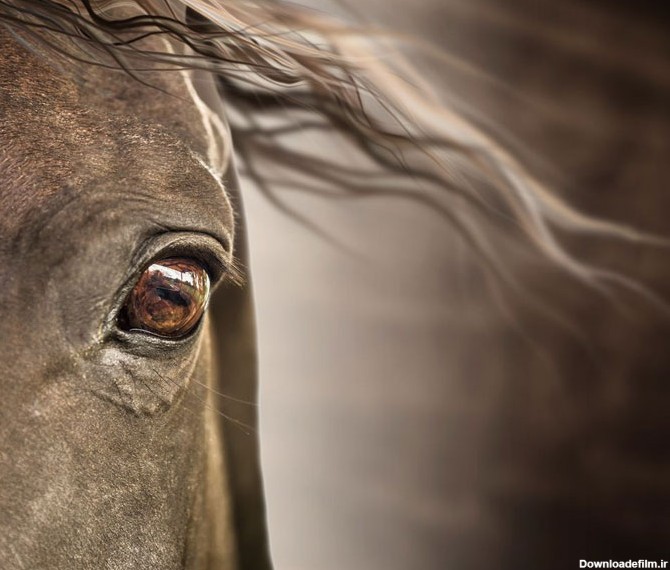 چشمان اسب