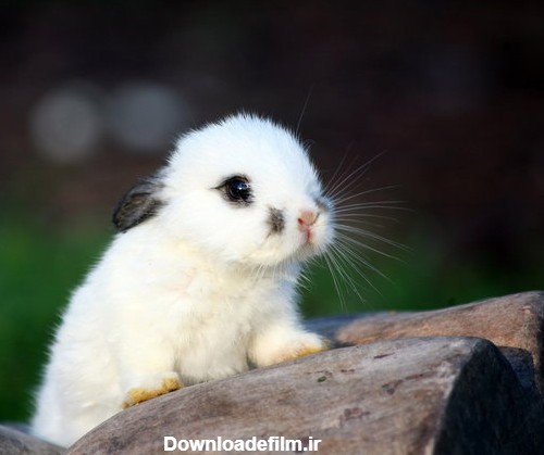 عکس خرگوش تپل سفید