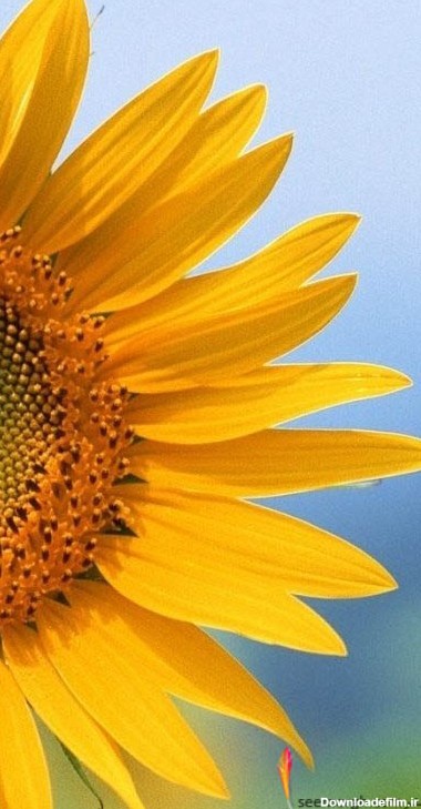 عکس های زیبا برای علاقمندان به گل آفتابگردان