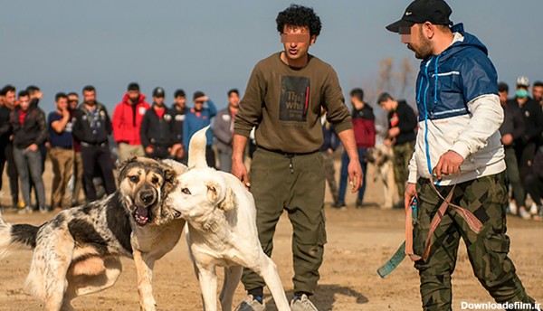 مسابقات وحشیانه سگ‌ها در اوضاع کرونایی/ 17 حیوان آزار دستگیر شدند