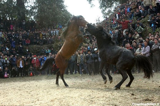 نبرد خونین و غیر انسانی اسب‌ ها در چین