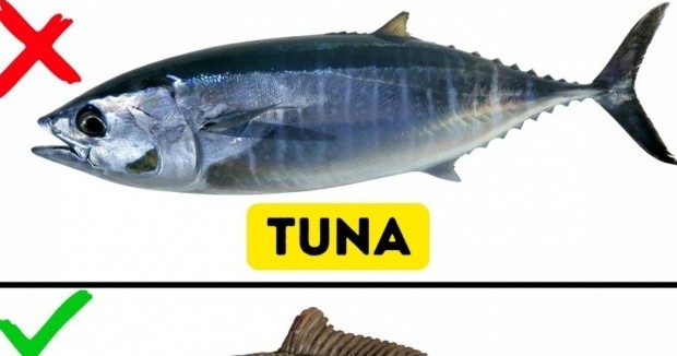 با ۹ گونه ماهی آشنا شوید که خوردن آنها می تواند برای شما ...