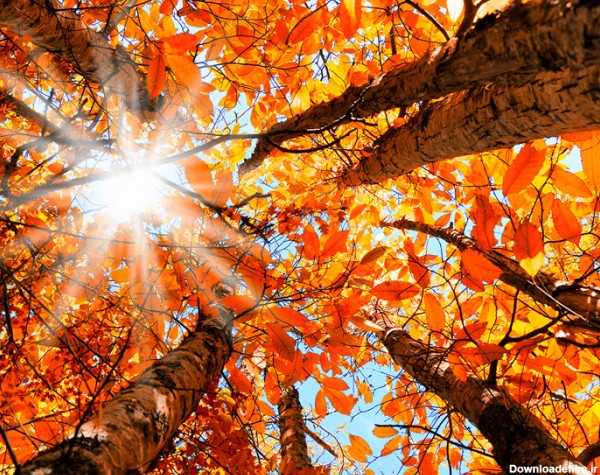 عکاسی از رنگ‌ها در فصل پاییز