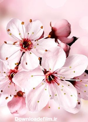 25 زیباترین عکس شکوفه های بهاری برای پروفایل + تصاویر طبیعت فصل ...