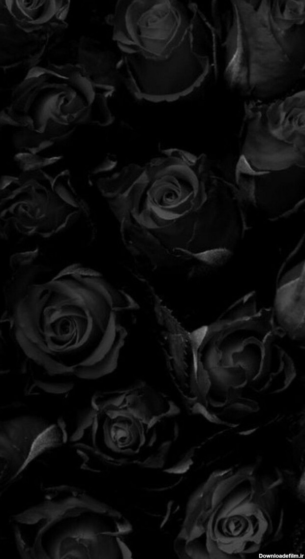 تصویر زمینه گل سیاه