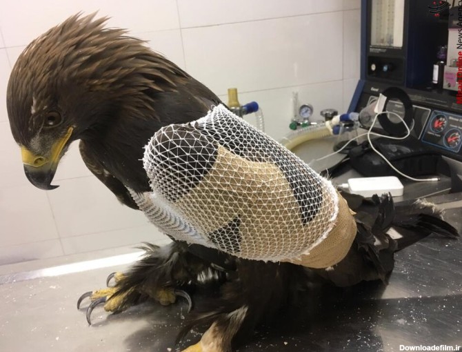 مصدومیت عقاب طلایی بر اثر برخورد با دکل برق فشارقوی/ عکس - خبرآنلاین