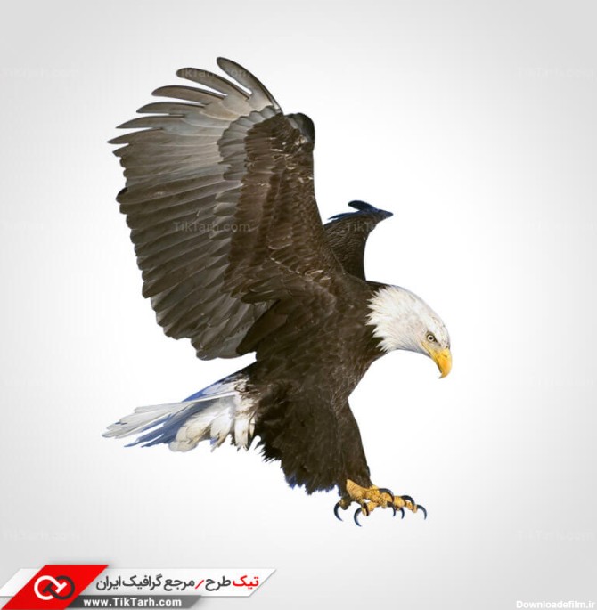 دانلود طرح گرافیکی عقاب درحال پرواز | تیک طرح مرجع گرافیک ایران