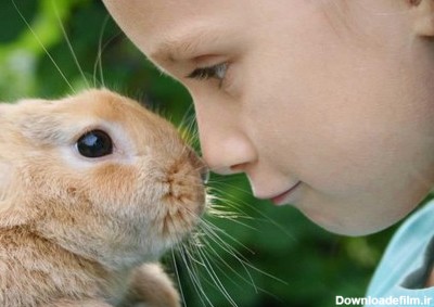 برترین نژاد خرگوش چه نژادی است؟
