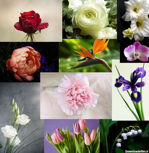 انواع گل‌های طبیعی  ؛ 500 تصویر گل با نام و توضیحات‌کامل