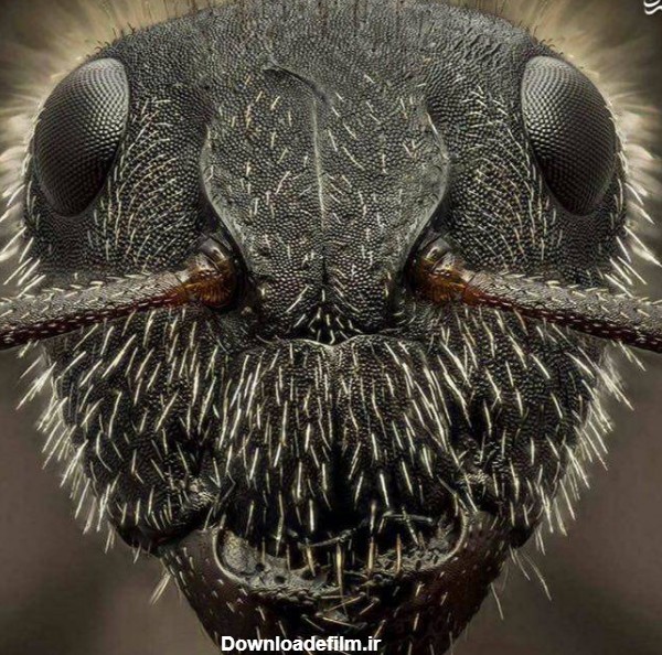 عکس چهره مورچه از نزدیک