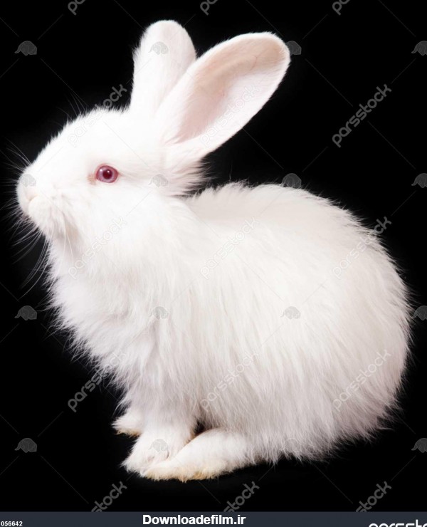 عکس خرگوش سفید و مشکی