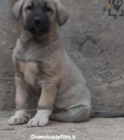عکس سگ عراقی توله