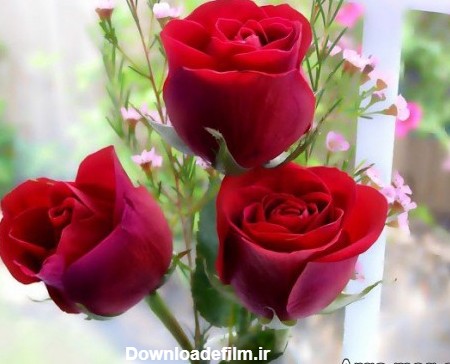 گالری عکس گل رز عاشقانه زیبا و تماشایی