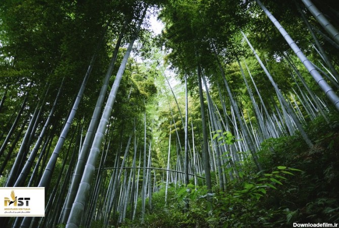 ۶ جنگل بامبو زیبا و استثنایی در چین | مقتدر سیر