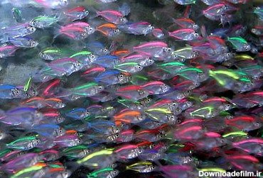ماهی های شیشه ای زیبا + تصاویر