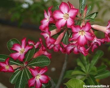 با ده گل زیبای مرگبار آشنا شوید!