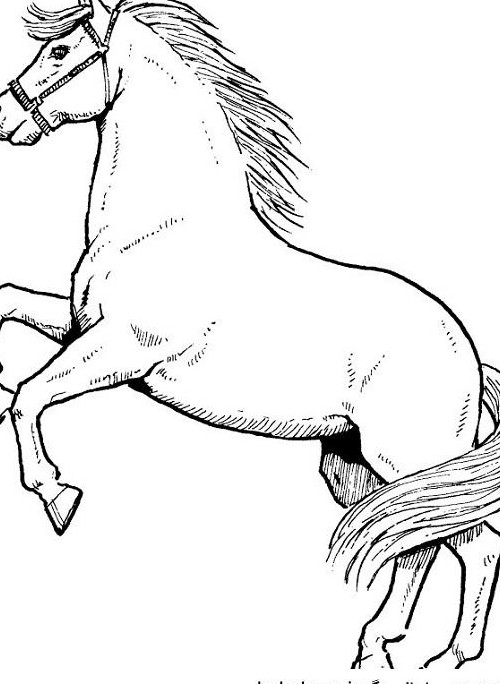 عکس اسب برای نقاشی کودکان