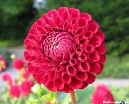 بایگانی‌های عکس پروفایل زیباترین گلهای دنیا - کامل (مولیزی)