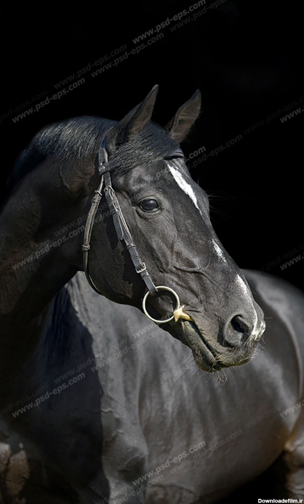 عکس با کیفیت پرتره اسبی سیاه رنگ با پیشانی سفید و افساری در دهانش ...