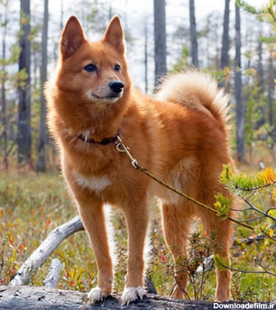 گالری عکس سگ اشپیتز؛ از اشپیتز تریر تا اشپیتز مینیاتوری | ستاره