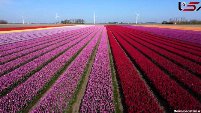 ببینید / نماهنگ بی کلام آرامش بخش با مناظر زیبای کشور هلند + فیلم